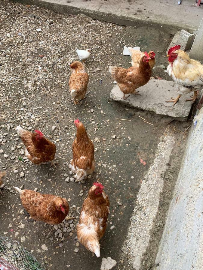 Gite Les Combes Terrasse 01340 Etrez Bresse Vallons Εξωτερικό φωτογραφία